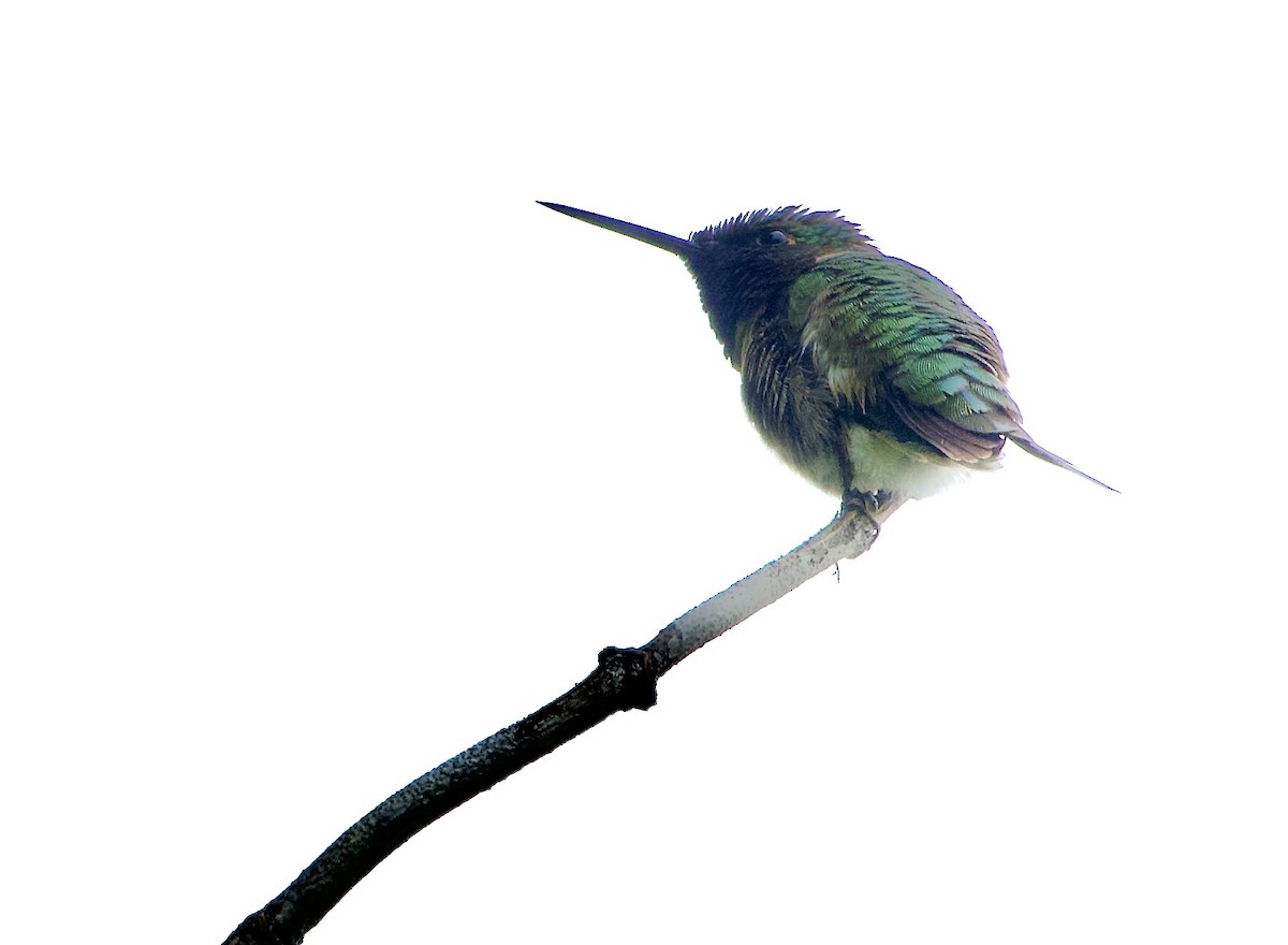 Yakut Boğazlı Kolibri - ML620893597