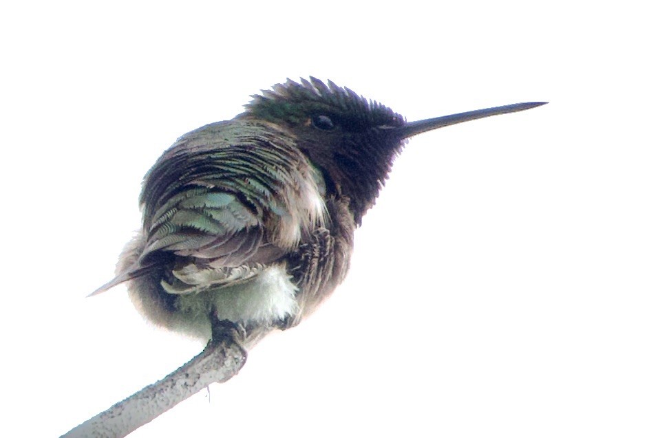 Ruby-throated Hummingbird - ML620893604