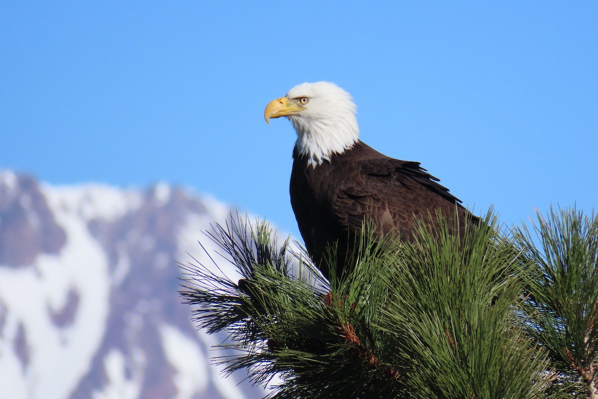 Bald Eagle - ML620893610