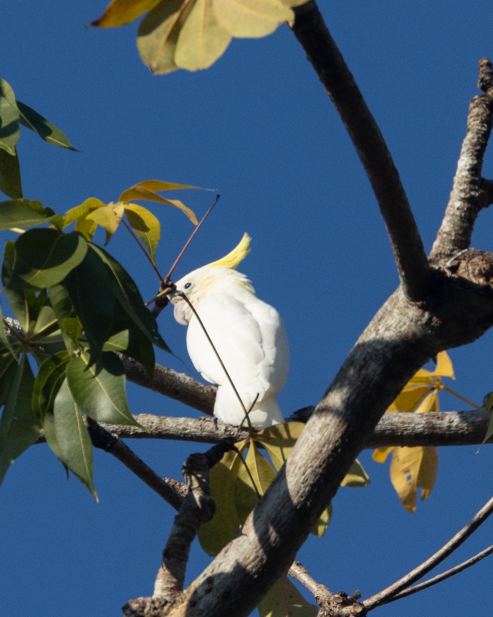 Yellow-crested Cockatoo - ML620893626