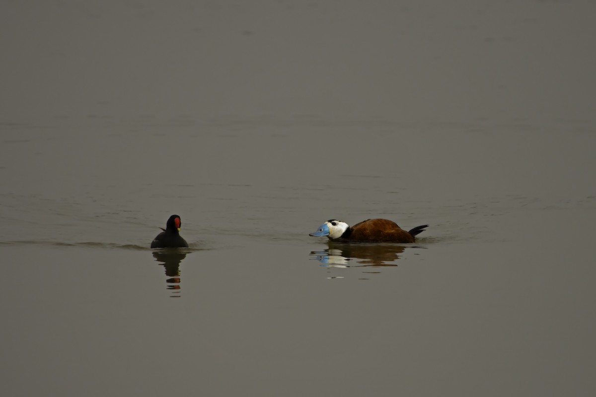 White-headed Duck - ML620893651