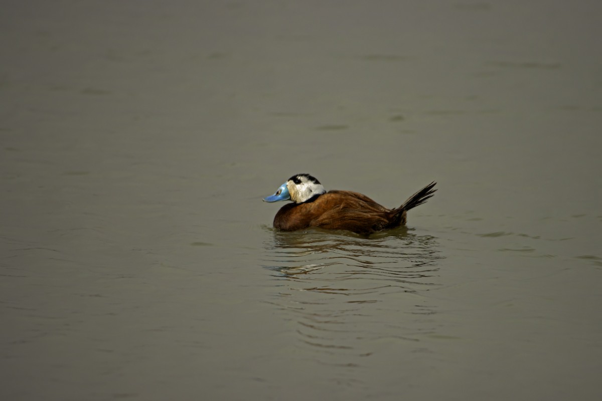 White-headed Duck - ML620893654