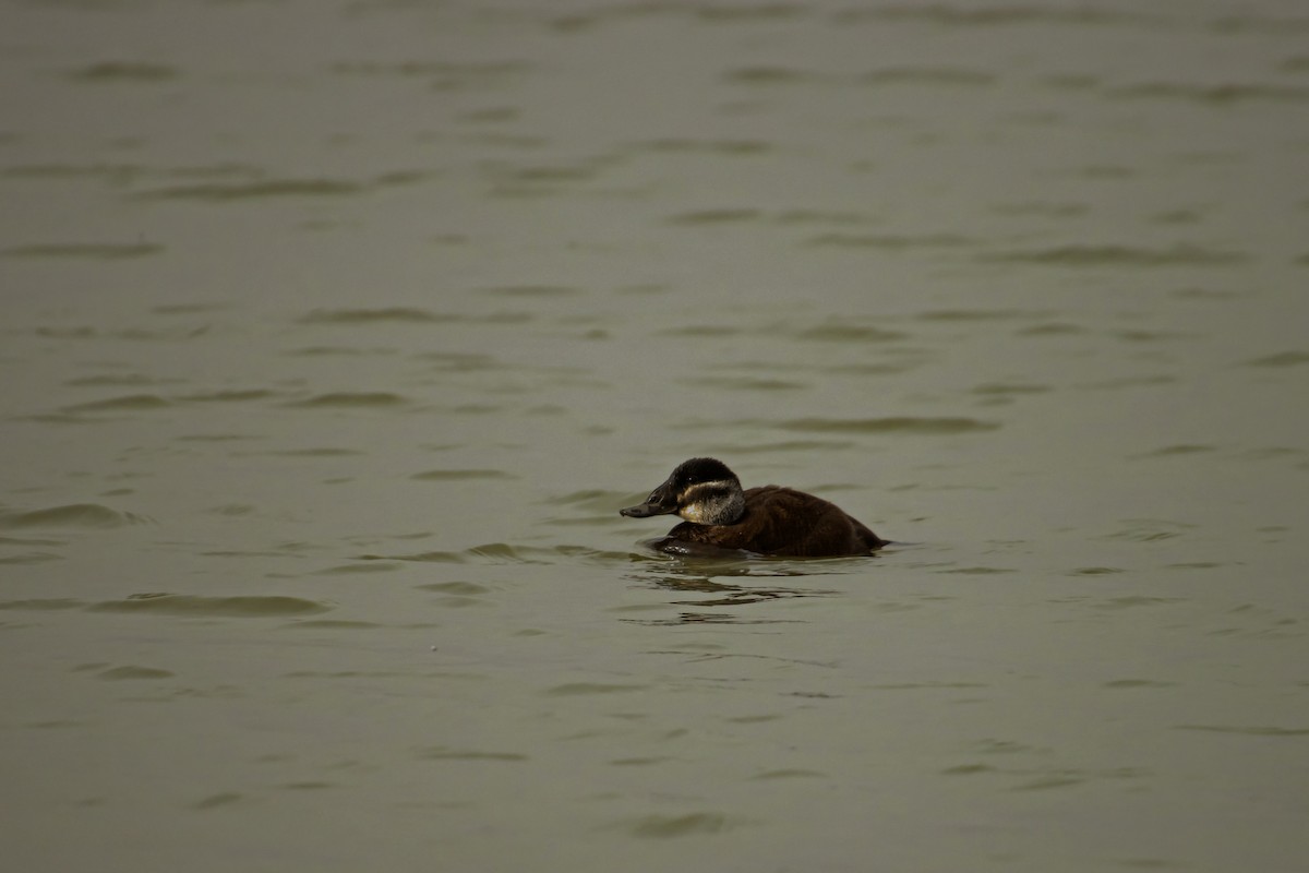 White-headed Duck - ML620893656