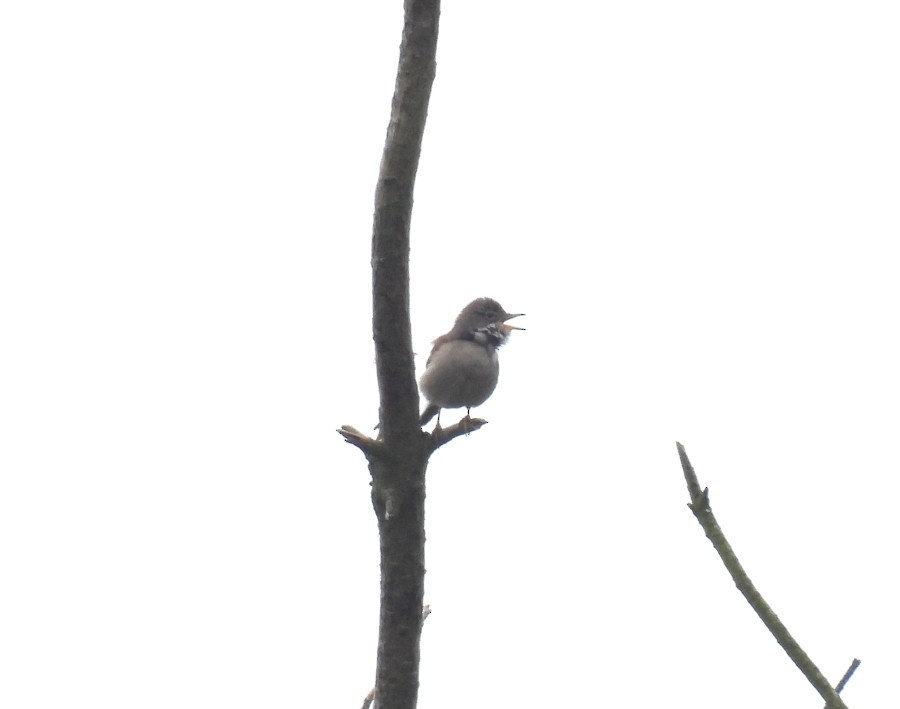 Greater Whitethroat - Ricardo Hevia