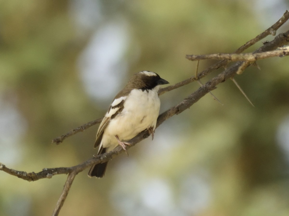 White-browed Sparrow-Weaver (Black-billed) - ML620893660