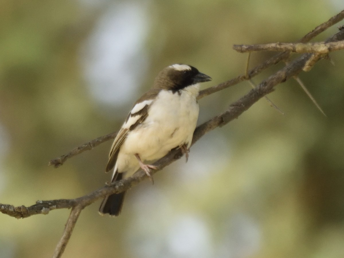 White-browed Sparrow-Weaver (Black-billed) - ML620893661