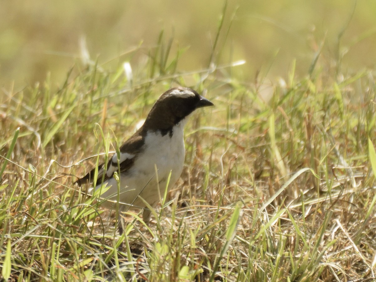 White-browed Sparrow-Weaver (Black-billed) - ML620893662