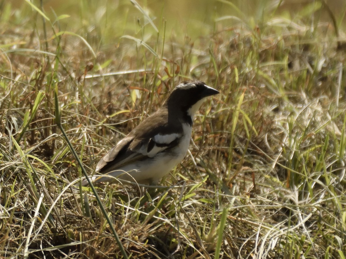 White-browed Sparrow-Weaver (Black-billed) - ML620893663