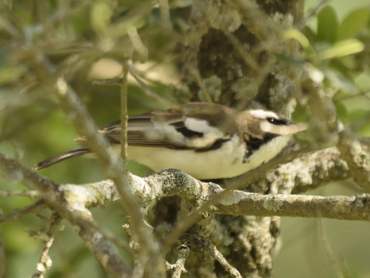 White-browed Sparrow-Weaver (Black-billed) - ML620893665