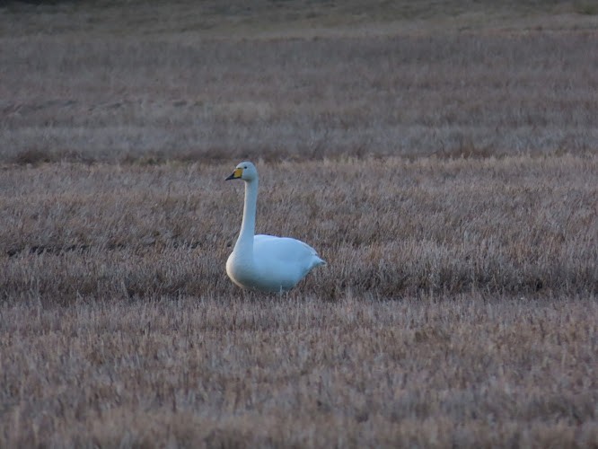 Whooper Swan - ML620893668