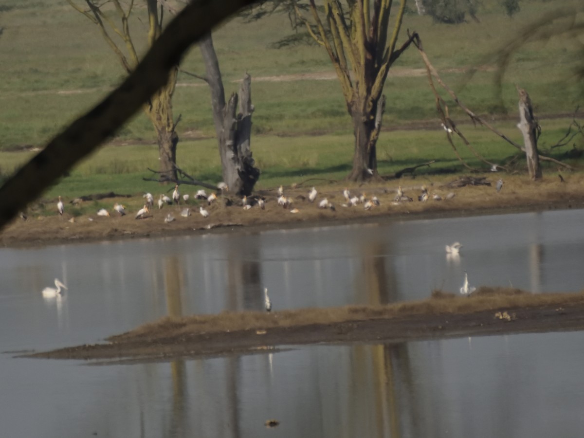 Yellow-billed Stork - ML620893675