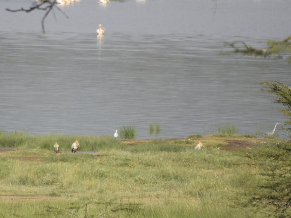 Yellow-billed Stork - ML620893676