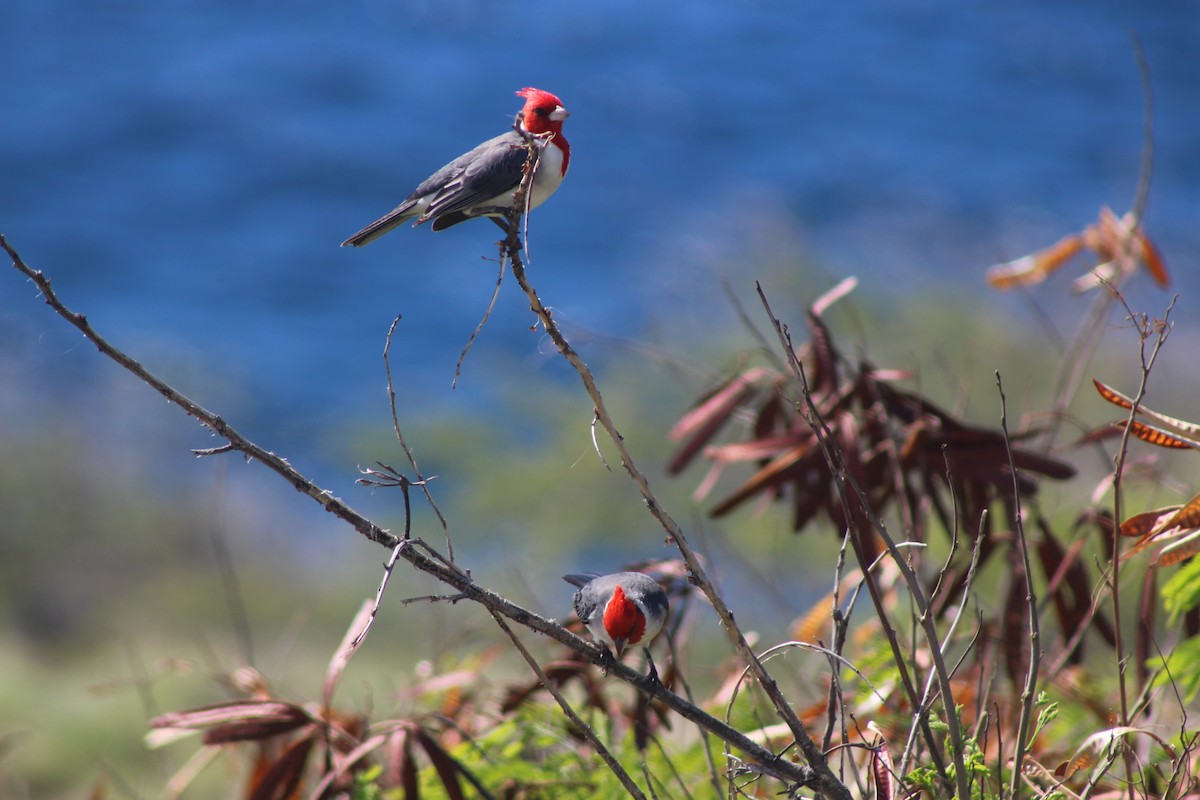 Red-crested Cardinal - ML620893681