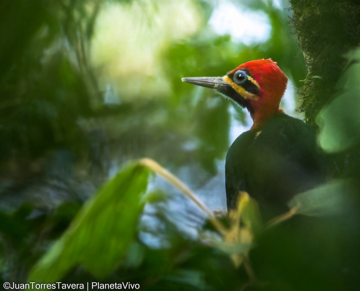 Crimson-bellied Woodpecker - ML620893682