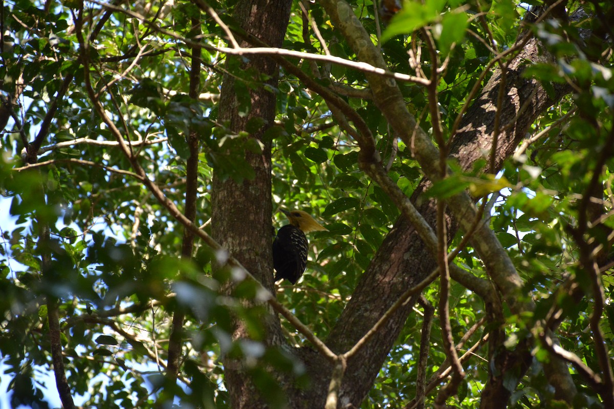 Blond-crested Woodpecker - ML620893684