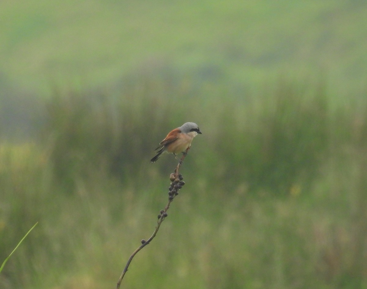 Red-backed Shrike - ML620893688