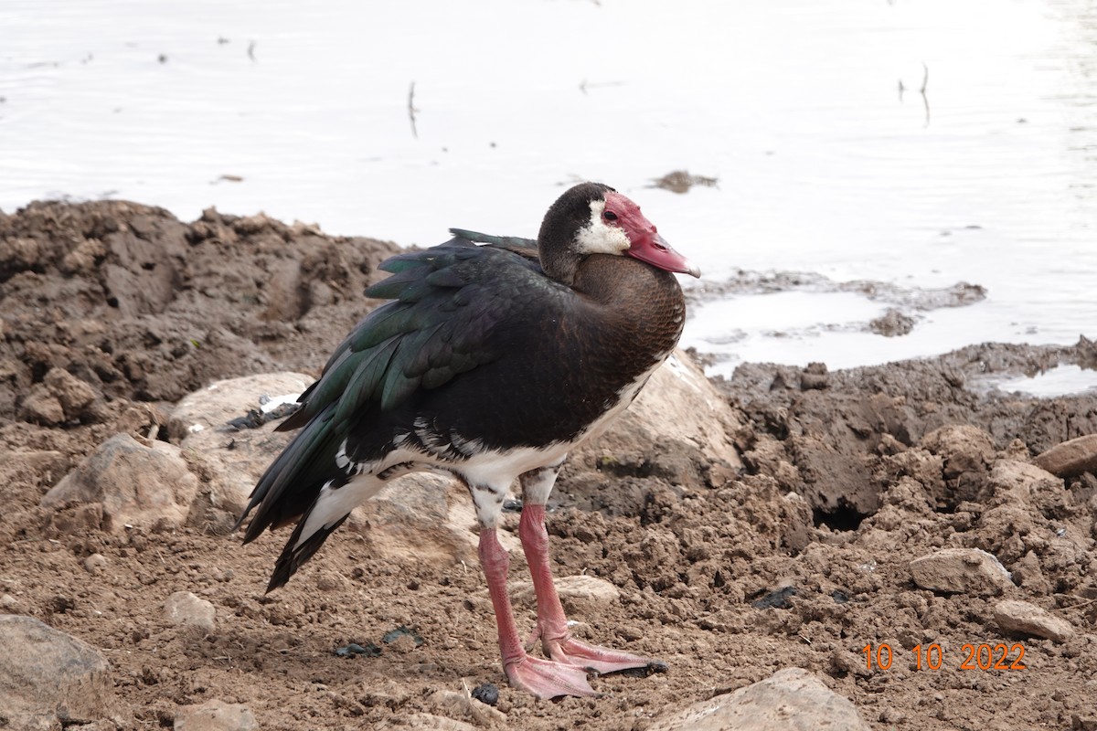 Spur-winged Goose - ML620893691