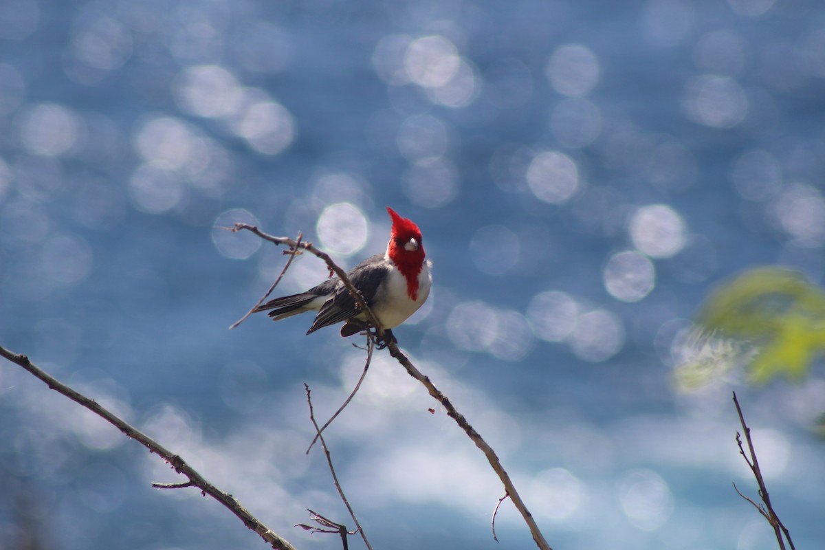 Red-crested Cardinal - Jesse Pline