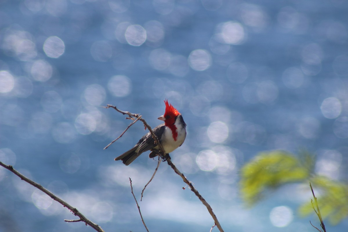 Red-crested Cardinal - Jesse Pline