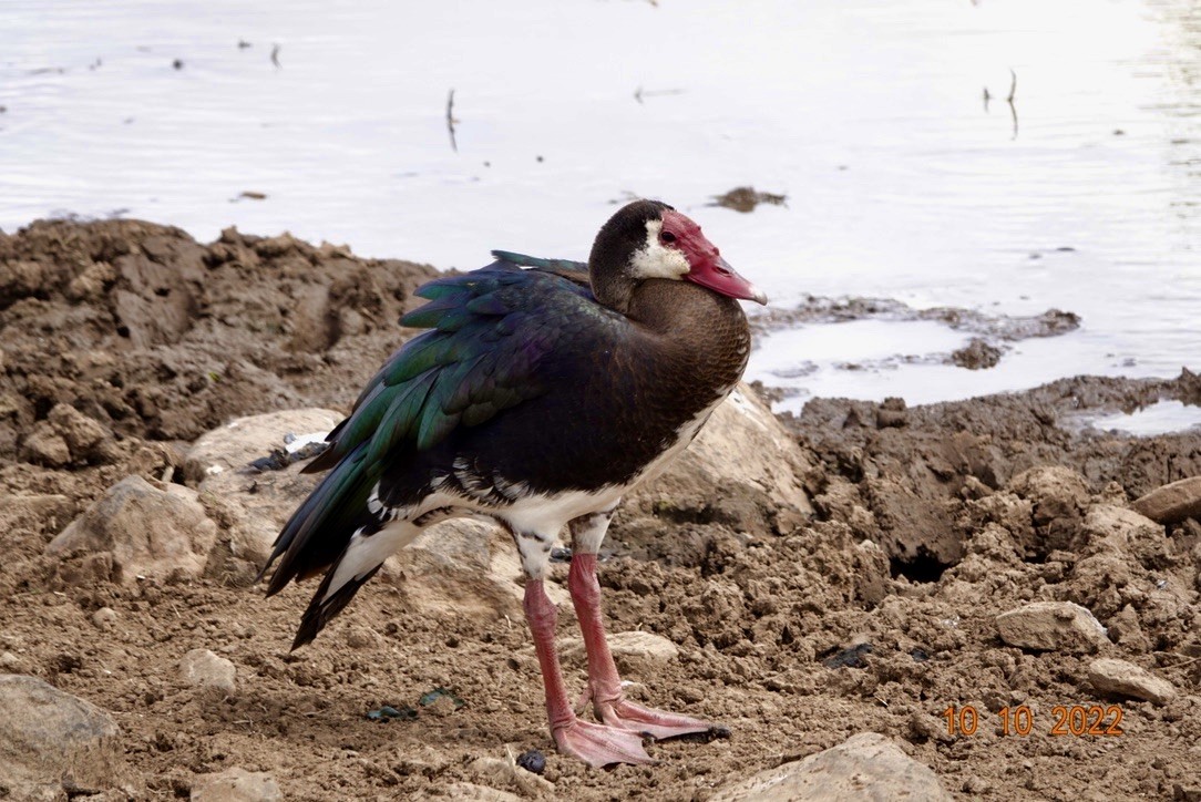 Spur-winged Goose - ML620893701