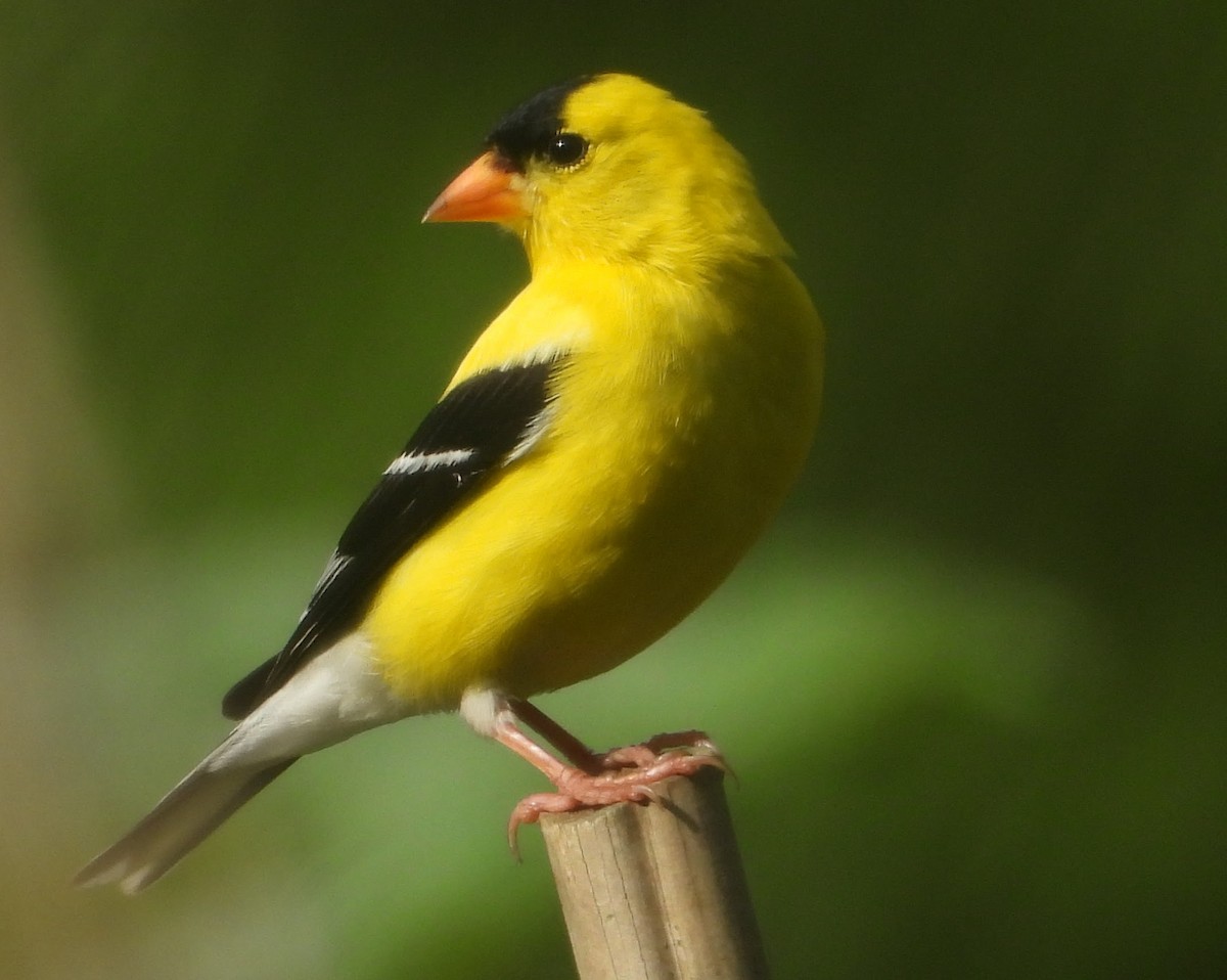 American Goldfinch - ML620893709