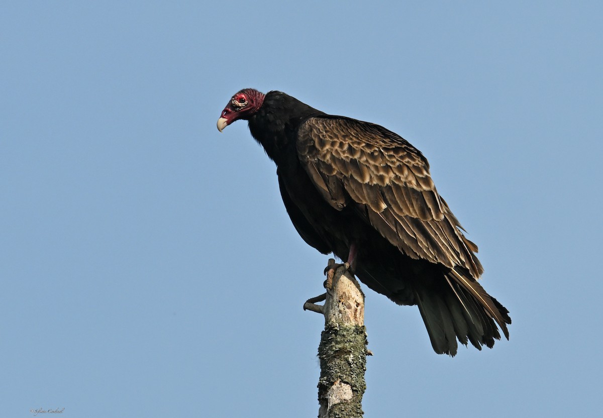 Turkey Vulture - ML620893715