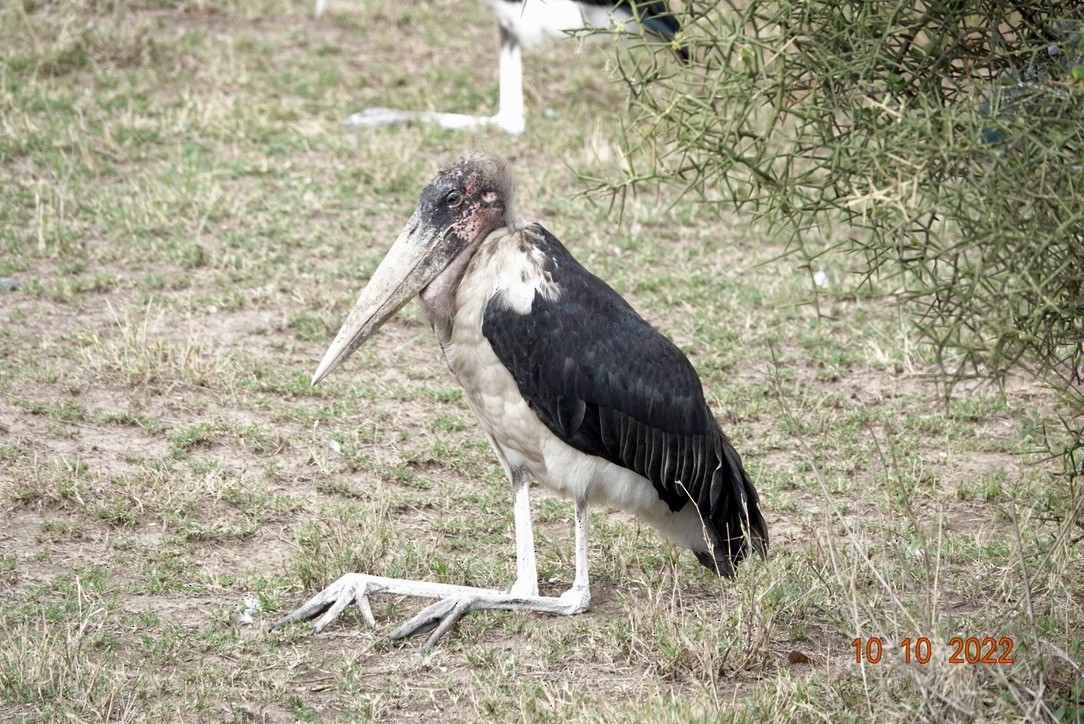 Marabou Stork - ML620893718