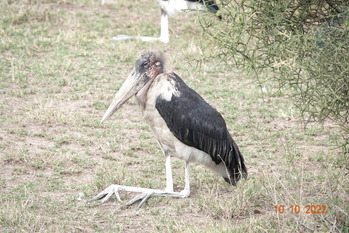 Marabou Stork - ML620893719