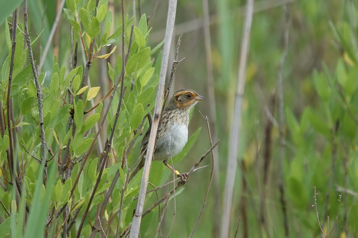 Bruant à queue aiguë - ML620893727