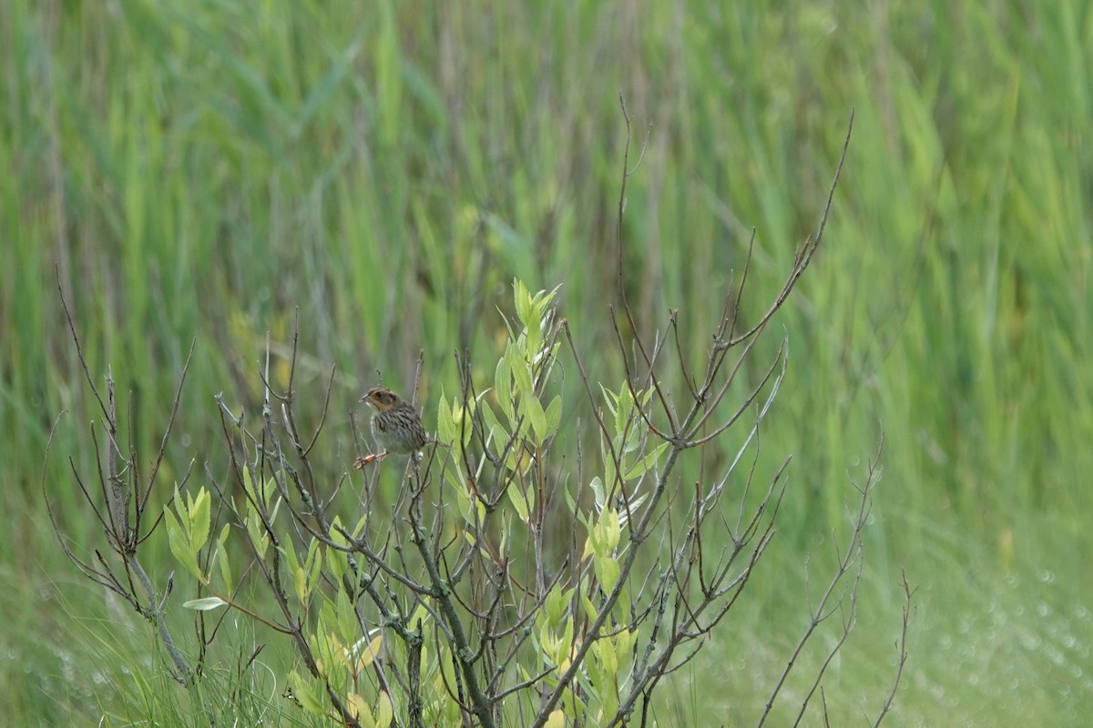 Saltmarsh Sparrow - ML620893730