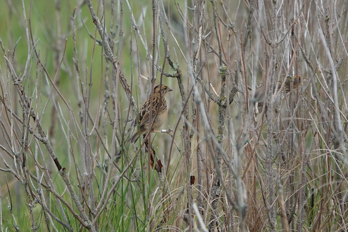 Bruant à queue aiguë - ML620893733