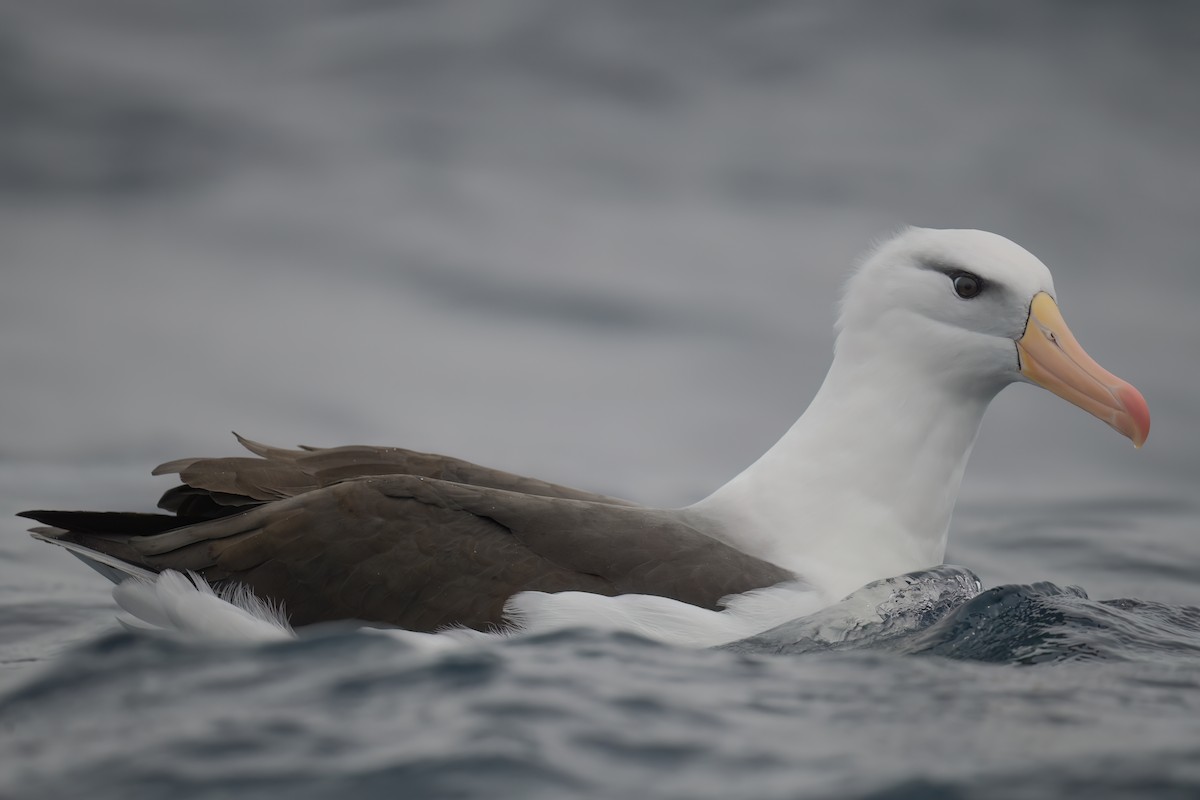 Albatros à sourcils noirs - ML620893737