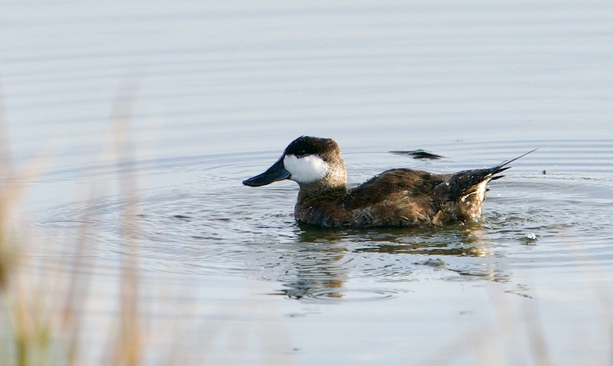 Ruddy Duck - ML620893738