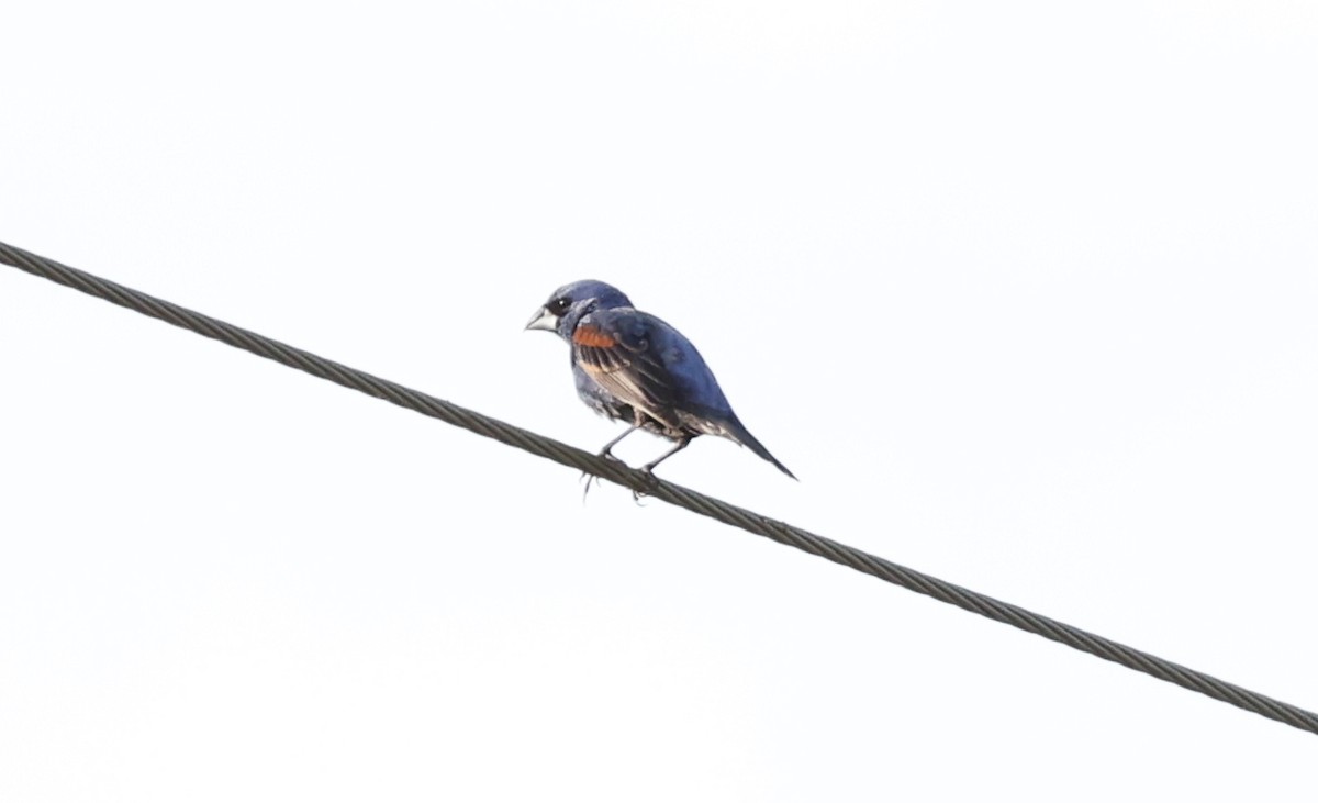 Blue Grosbeak - ML620893739