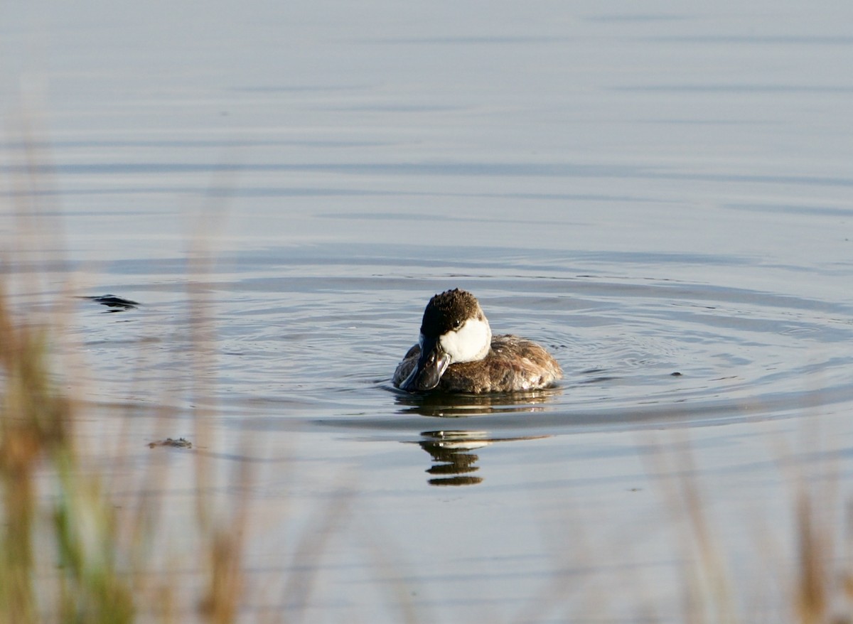 Ruddy Duck - ML620893748