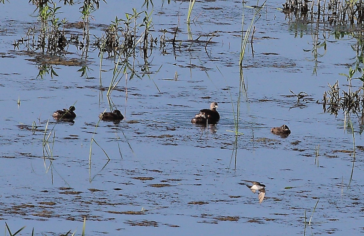 Pied-billed Grebe - ML620893756