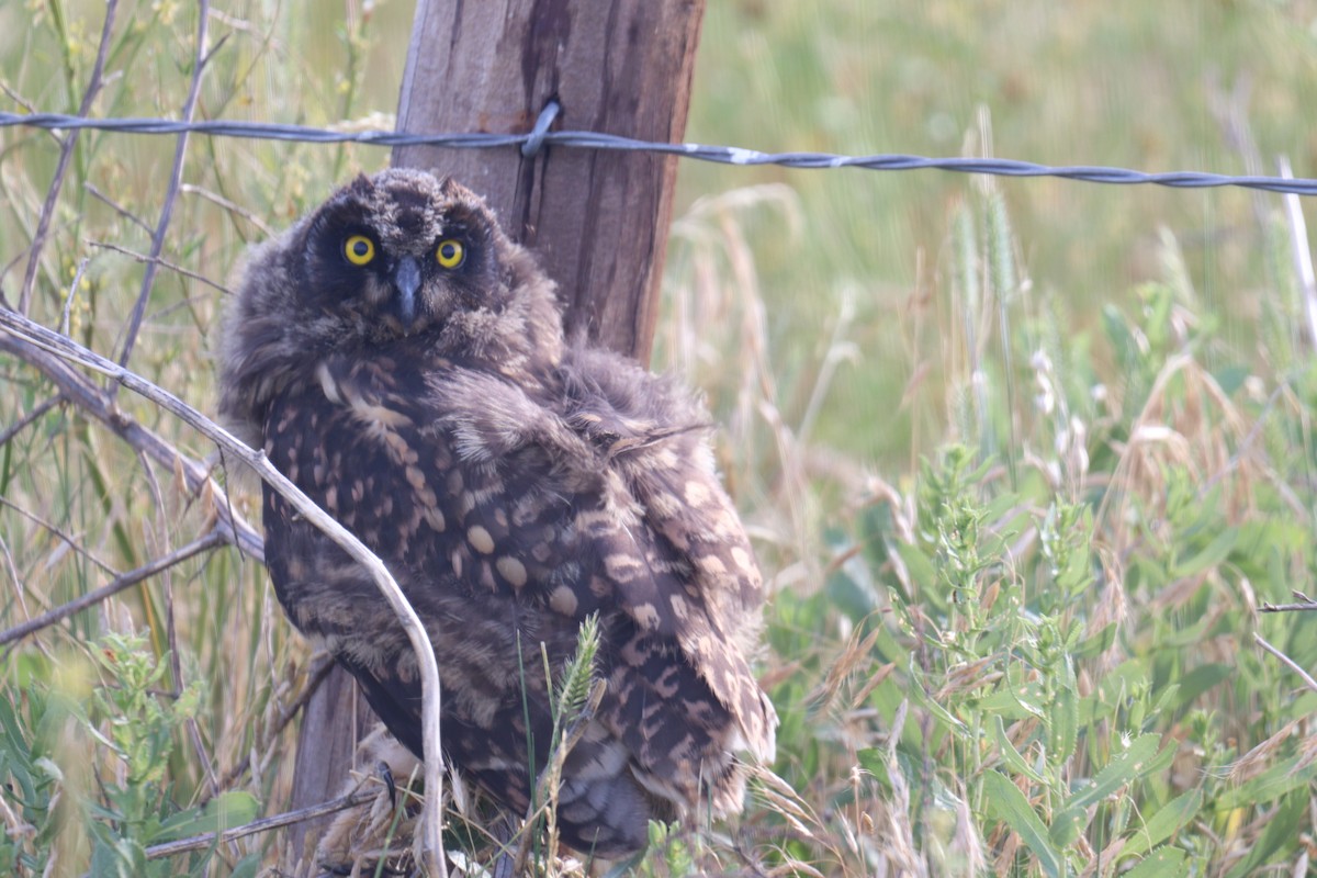 Short-eared Owl - ML620893762