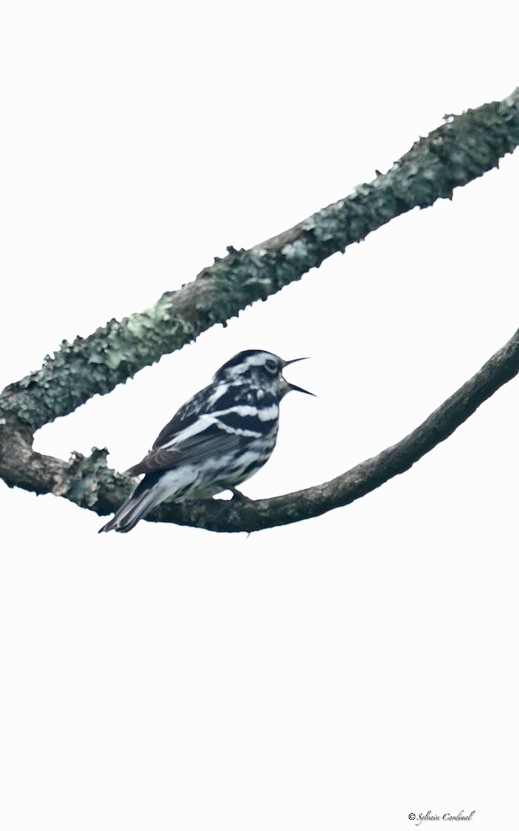 Black-and-white Warbler - ML620893763