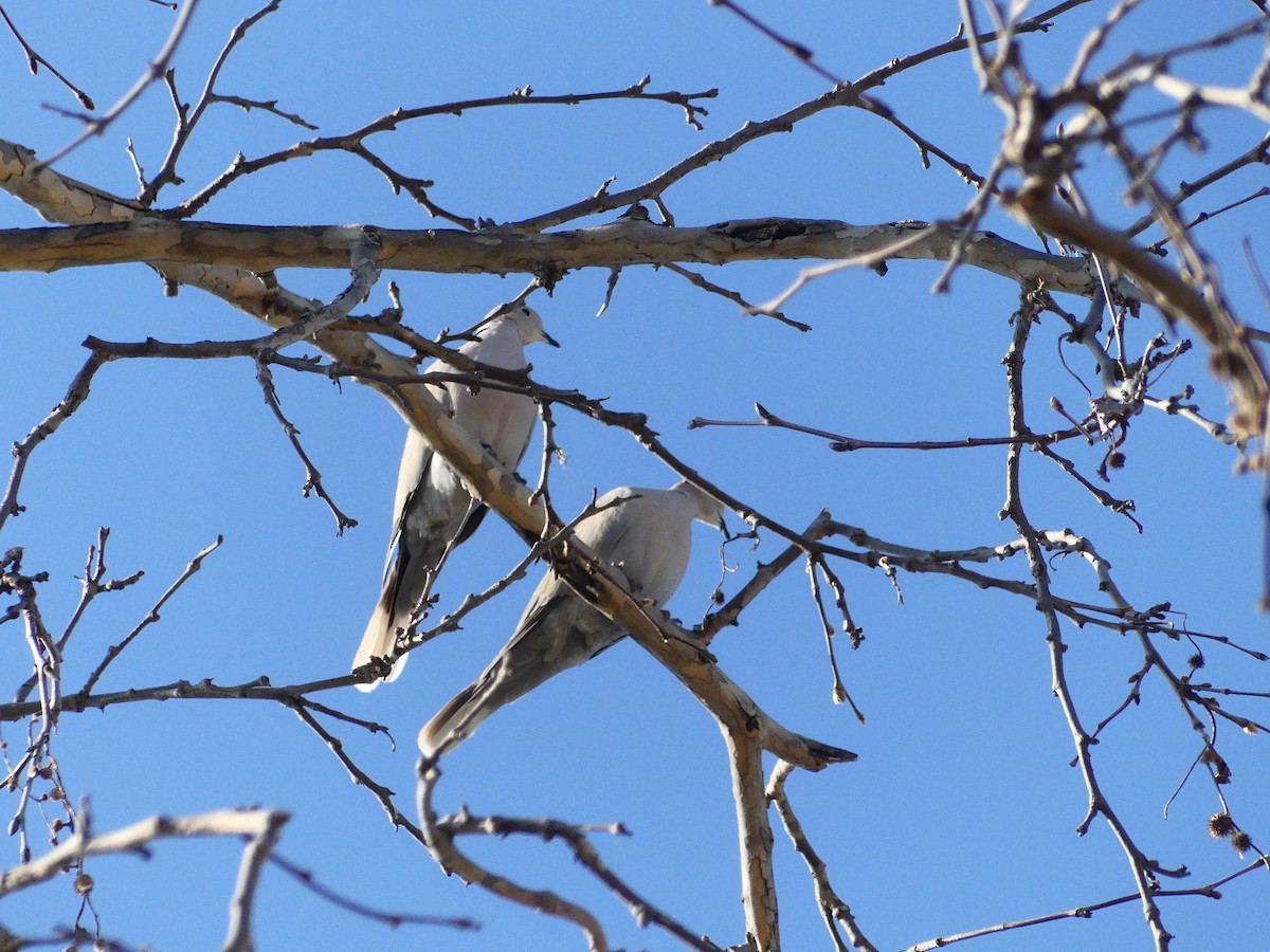 Eurasian Collared-Dove - ML620893816