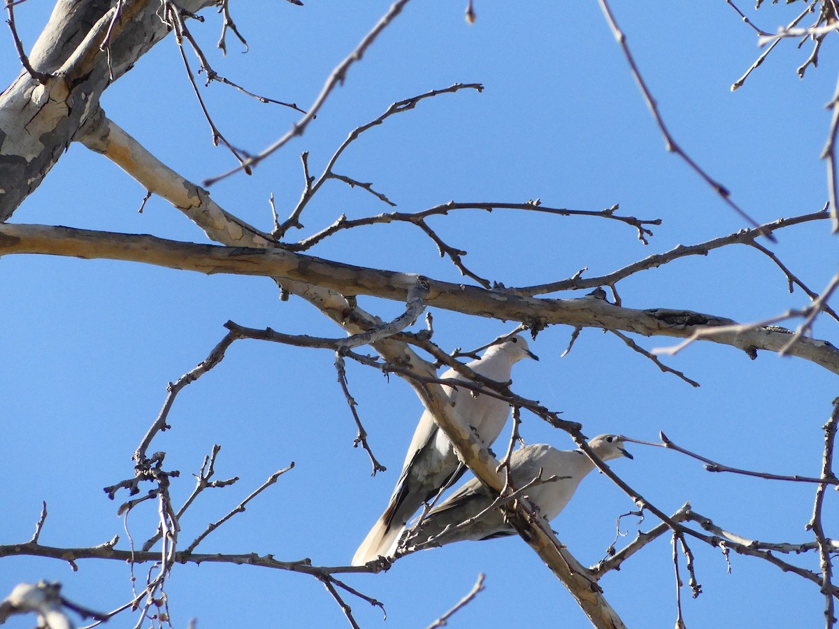 Eurasian Collared-Dove - ML620893822