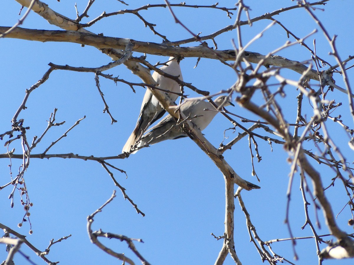 Eurasian Collared-Dove - Larry Koopa