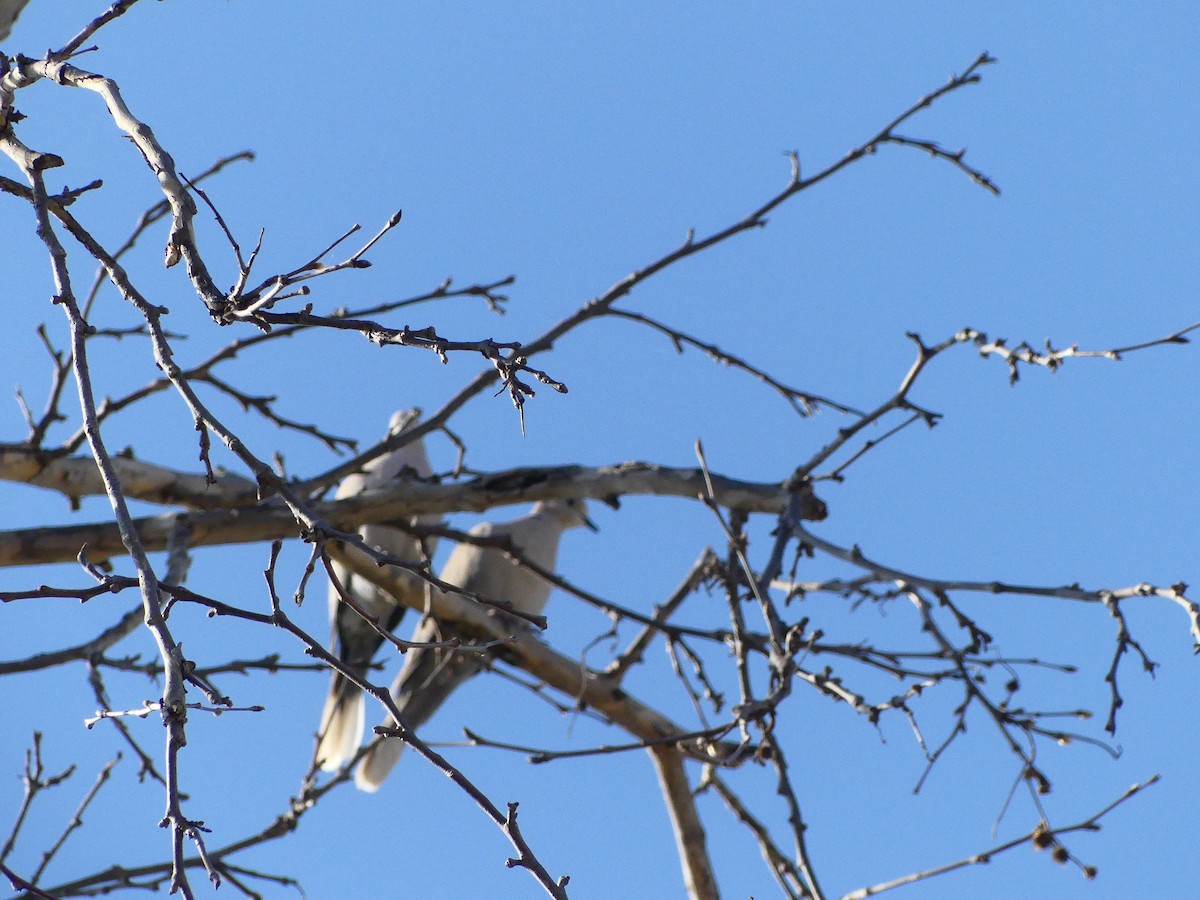 Eurasian Collared-Dove - ML620893825