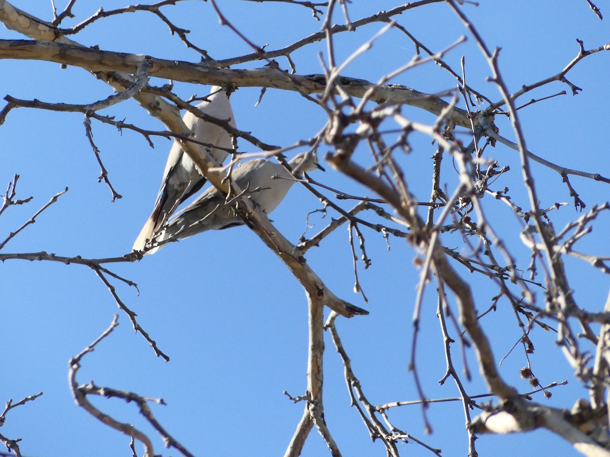 Eurasian Collared-Dove - ML620893836