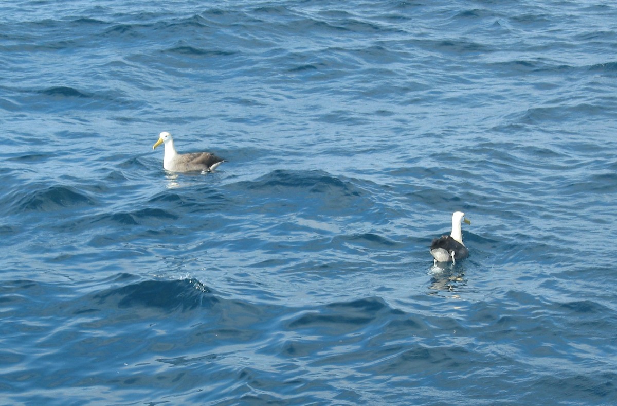 Waved Albatross - ML620893841