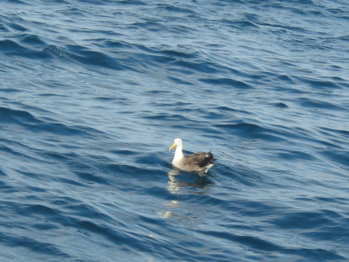 Waved Albatross - ML620893842