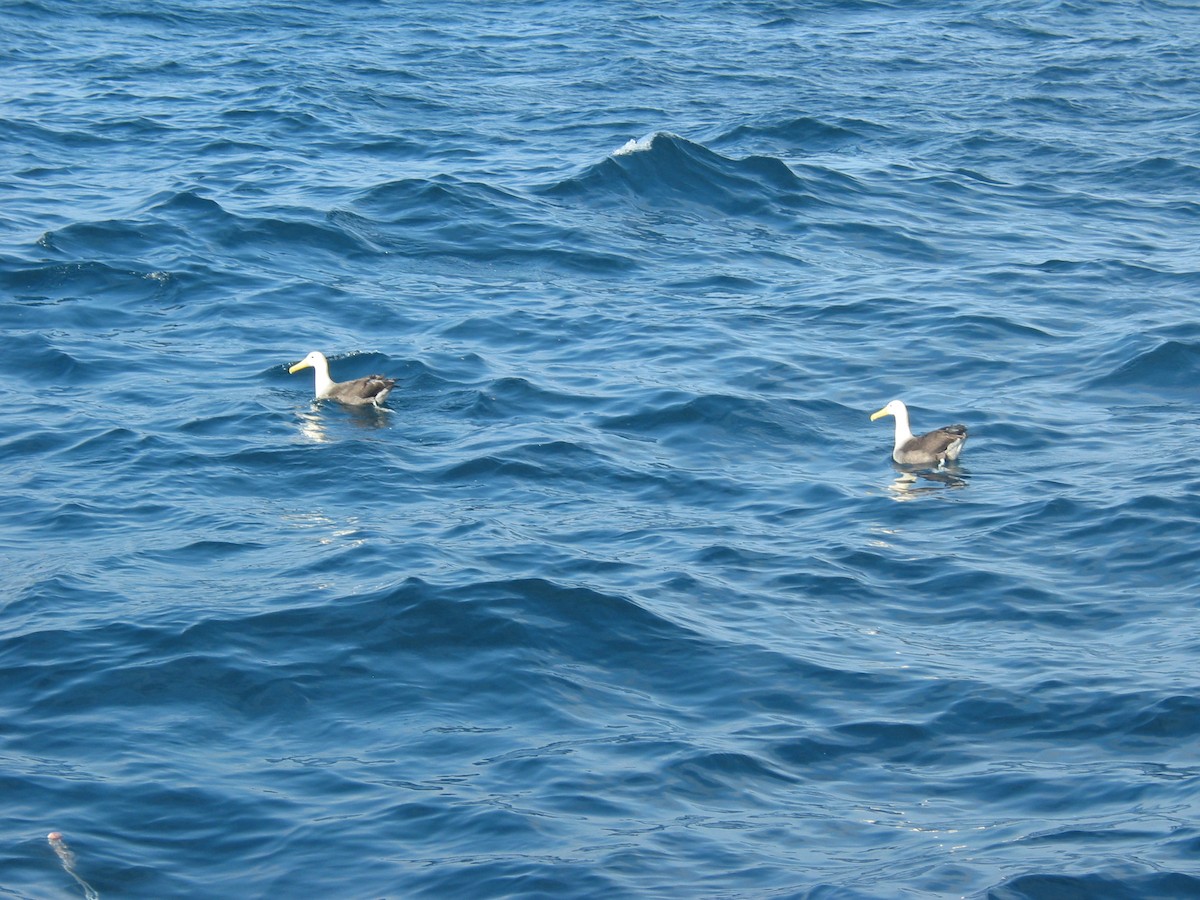 Waved Albatross - ML620893843