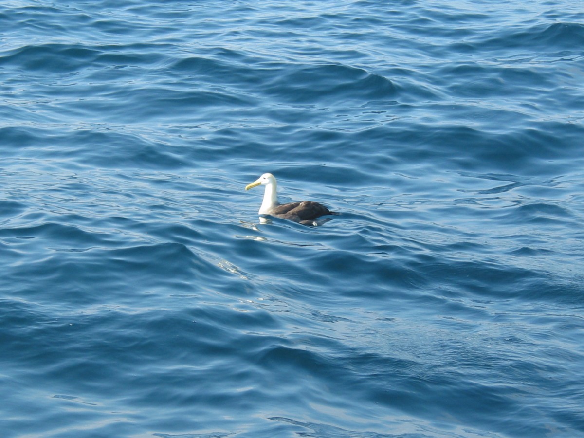 Waved Albatross - ML620893844