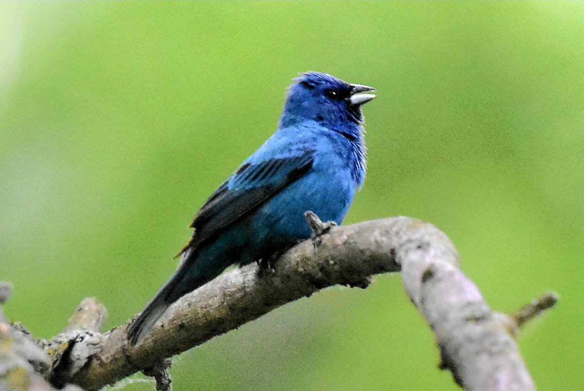 Indigo Bunting - ML620893850