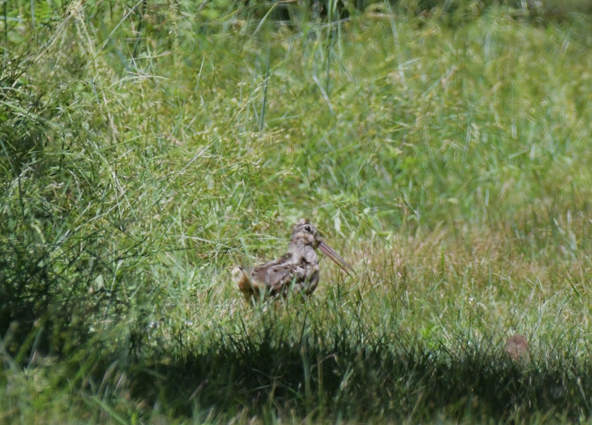 American Woodcock - ML620893859