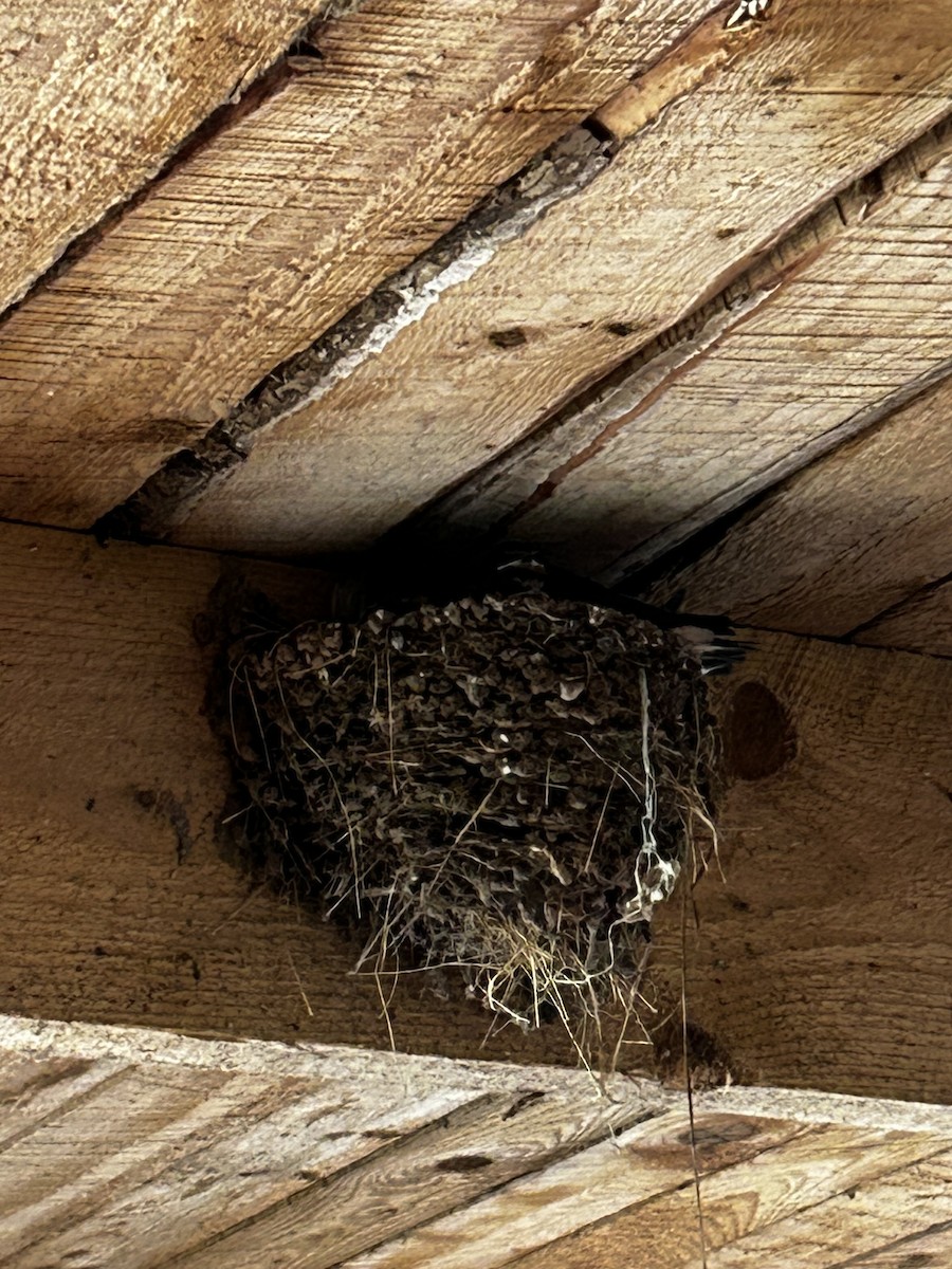 Barn Swallow - ML620893874